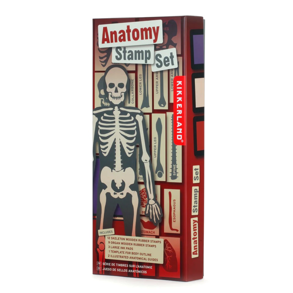 Set Stampile Anatomie